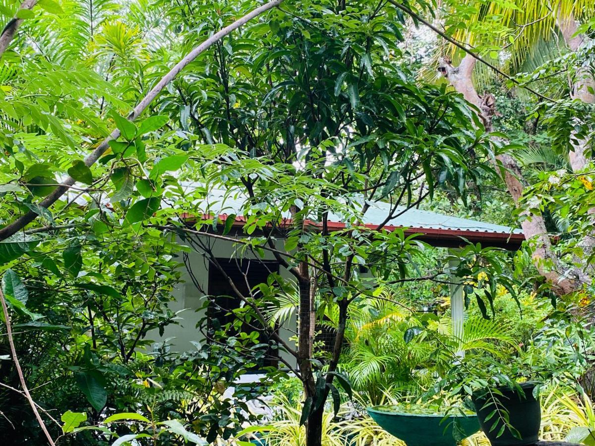 The Jungle Path Lodge Sigiriya Exterior photo